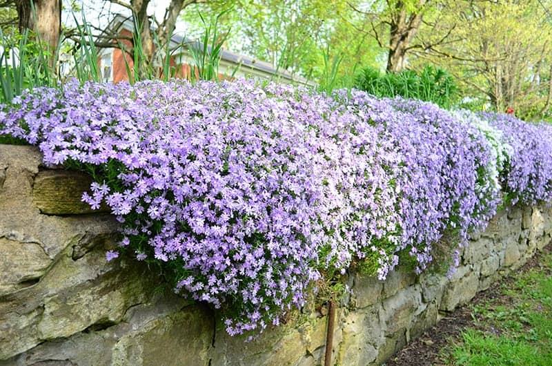 Creeping Phlox (Phlox subulata)